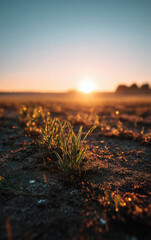 Young Green Seedlings Growing in Field During Golden Hour Sunset