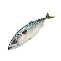 fresh fish on white background