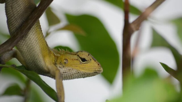 Macro Close-up of an Oriental Garden Lizard Perched Among Green Tropical Leaves in a garden