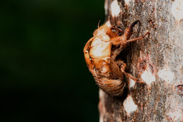 The exoskeleton shed by a cicada nymph during metamorphosis—the cicada skin