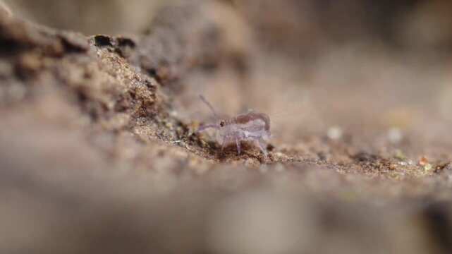 Juvenile Globular Springtail (Dicyrtominae) Feeding and Defecating