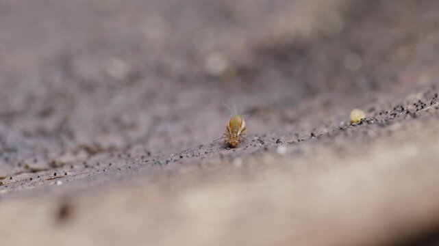 Adult Globular Springtail (Dicyrtominae) Scavenging and Feeding on Decaying Wood