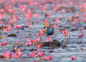 Purple Swamphen in the pond