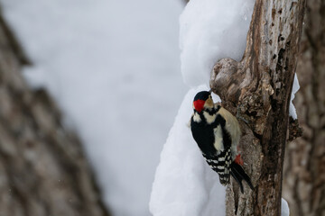 Winter Great Spotted Woodpecker on a Snowy Tree in Hokkaido / Red-capped Woodpecker in a Snow-covered Forest