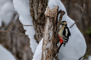 Winter Great Spotted Woodpecker on a Snowy Tree in Hokkaido / Red-capped Woodpecker in a Snow-covered Forest