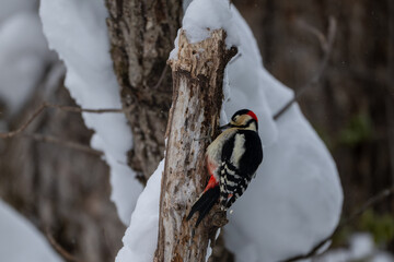 Winter Great Spotted Woodpecker on a Snowy Tree in Hokkaido / Red-capped Woodpecker in a Snow-covered Forest