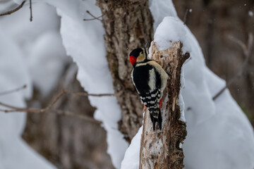 Winter Great Spotted Woodpecker on a Snowy Tree in Hokkaido / Red-capped Woodpecker in a Snow-covered Forest