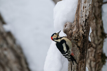 Winter Great Spotted Woodpecker on a Snowy Tree in Hokkaido / Red-capped Woodpecker in a Snow-covered Forest