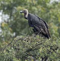 White Rumped Vulture 
