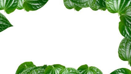 Fresh Green Piper Betle Leaves Forming a Natural Border.