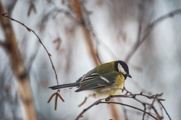 Great Tit Bird Perched on a Branch