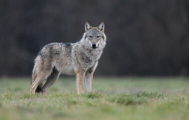 Grey wolf ( Canis lupus ) close up