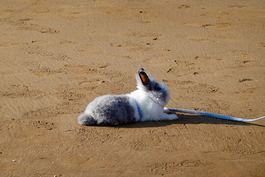 Relaxed Rebbit Lying On Sandy Beach