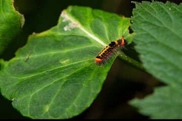 A yellow black striped moth larva lives on the leaves of a wild plant