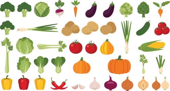  Large Flat Vector Illustration Set of Fresh Garden Vegetables Including Broccoli Pumpkin Tomato Garlic Onion Peppers Carrots and Cabbage Isolated on White.