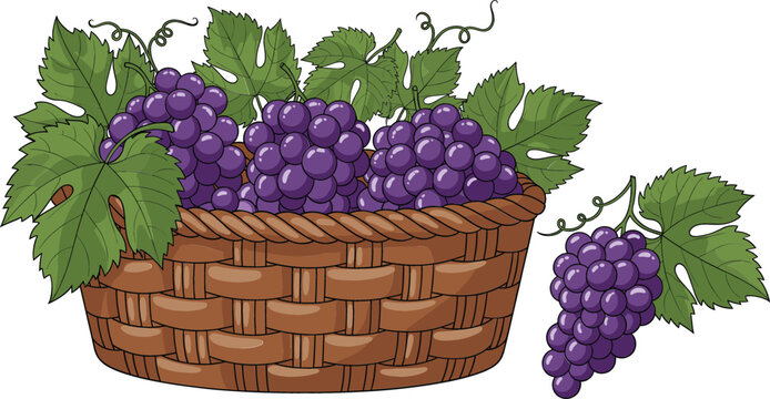 Detailed vector illustration of fresh purple grapes in a rustic wicker basket with green vine leaves isolated on a white background for wine and harvest concepts