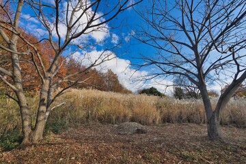 Obraz premium ススキの風景