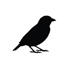 Weaver bird silhoutte vector flat illustration design.