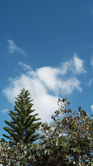 Obraz premium Peaceful low angle view of fresh green pine tree branch against vast blue sky with fluffy white cloud. beautiful, serene nature background on sunny summer day