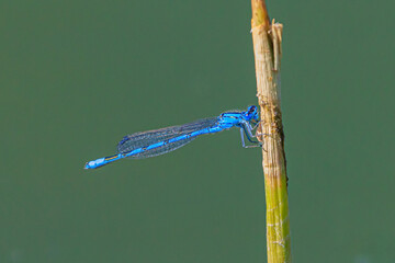 Jungfernlibelle, Libelle