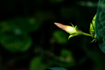 Black background, wild purple red morning glory flowers are blooming, the beauty of nature