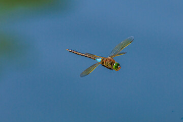 Blaugr&uuml;ne Mosaikjungfer