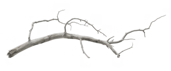 Dead tree branch isolated nature isolated on a transparent background