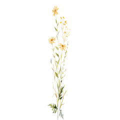 Watercolor yellow wild daisies with meadow herbs isolated on black background