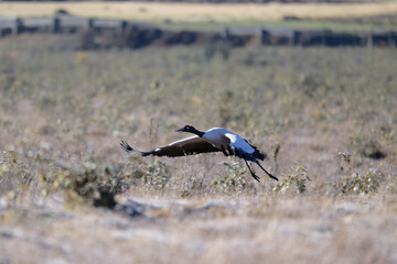 Naklejka premium Black-necked Crane Gliding Over Himalayan Valley 