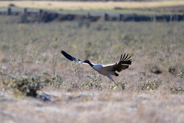 Naklejka premium Black-necked Crane Flying Across Phobjikha Wetlands 