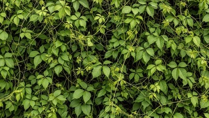 Obraz premium Lush green vine-covered wall with dense foliage and twining tendrils