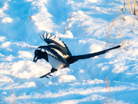 Black billed magpie in the snow