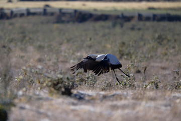 Naklejka premium Black-necked Crane in Mid-Air Over Phobjikha Valley 