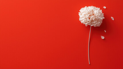 White artificial peony flower with falling petals on red background. Romantic floral concept for Valentine's Day, Chinese New Year, wedding card and holiday decoration