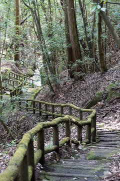 bridge in the forest