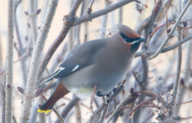 Cedar waxwing on tree in winter