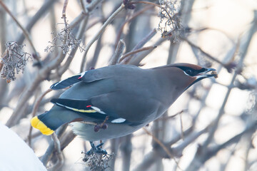 Cedar waxwing on tree in winter