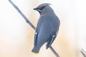 Cedar waxwing on tree in winter