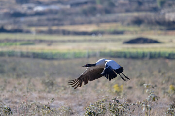 Naklejka premium Black-necked Crane Over Phobjikha Valley Landscape 