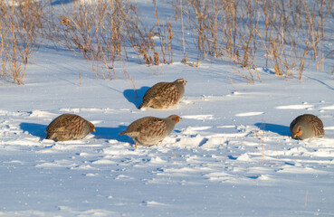 Gray partridges in the snow