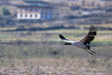 Naklejka premium Black-necked Crane in the Air Above Phobjikha Valley 