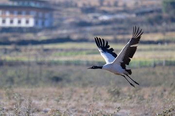 Naklejka premium Black-necked Crane Soaring in the Bhutanese Sky 