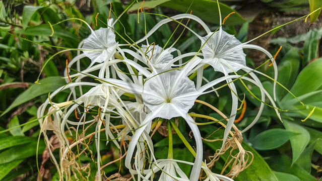 Beautiful white spider lily flowers blooming in a lush green garden.