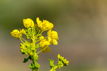 春の陽光に輝く菜の花の黄色い花