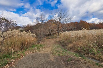 Obraz premium ススキの風景