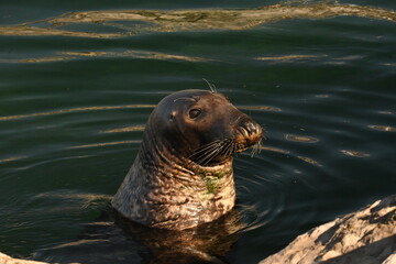 Seal, Phoca vitulina, in natural marine environment © GenadiyGM