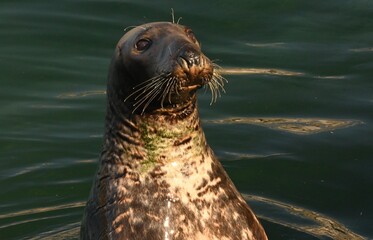 Seal, Phoca vitulina, in natural marine environment © GenadiyGM
