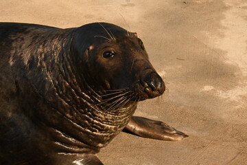 Seal, Phoca vitulina, in natural marine environment © GenadiyGM