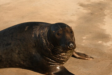 Seal, Phoca vitulina, in natural marine environment © GenadiyGM