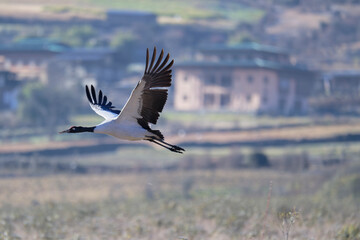 Naklejka premium Black-necked Crane Over Phobjikha Nature Reserve 